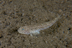 Pomatoschistus marmoratus
