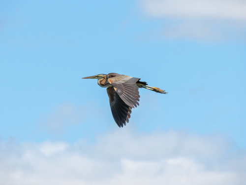 iNaturalist image