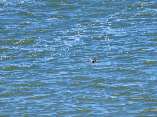 iNaturalist image