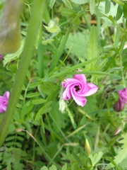 Convolvulus althaeoides althaeoides