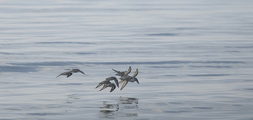 iNaturalist image