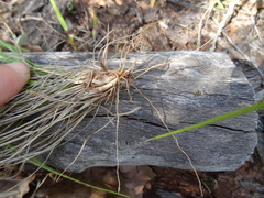 Dichanthelium linearifolium