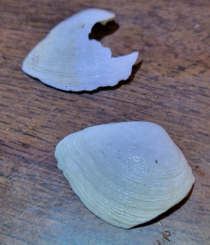 Cumingia californica, 2026-07-27