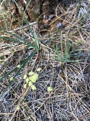 Lomatium cookii