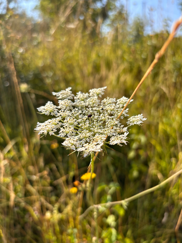 wild carrot