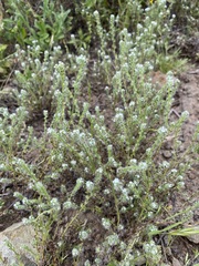 Cryptantha maritima