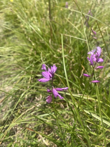 Polygala major, photograph 6