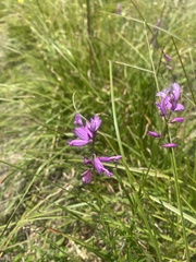Polygala major, photograph (c) Илья Руденко, some rights reserved (CC BY)