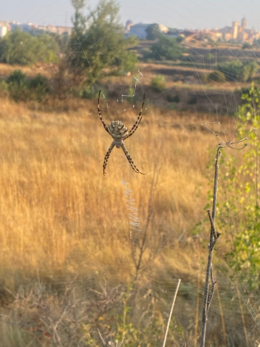 Lobed Argiope