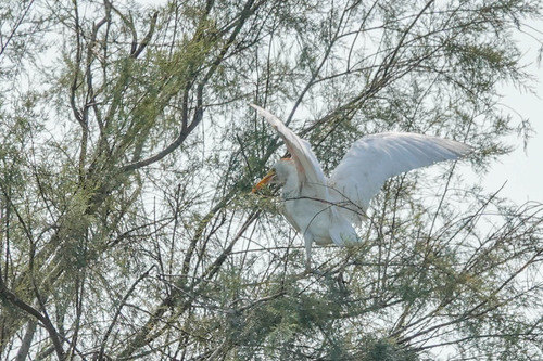 iNaturalist image
