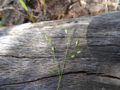 Dichanthelium linearifolium