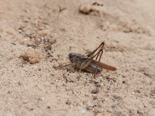 Grey Bush-cricket