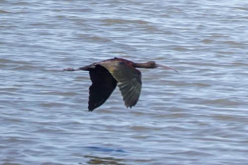 iNaturalist image