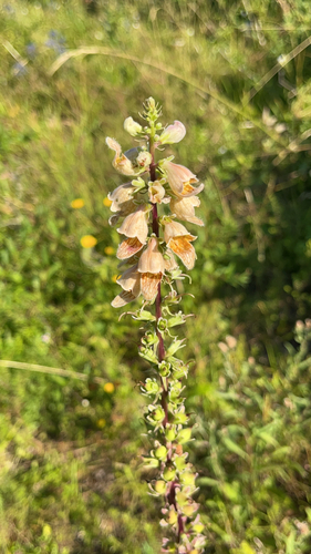 Rusty Foxglove