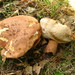 Tylopilus ferrugineus - Photo (c) Erlon Bailey, some rights reserved (CC BY-SA), uploaded by Erlon Bailey