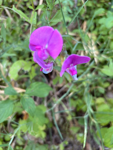 broad-leaved sweet pea
