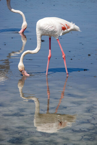 iNaturalist image