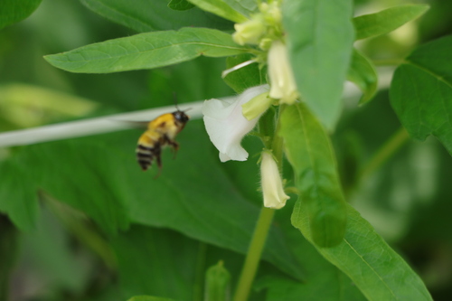 Ussuri Bumble Bee