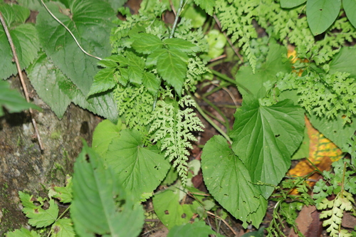 Wilford’s hayscented fern