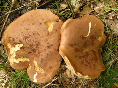 Tylopilus ferrugineus