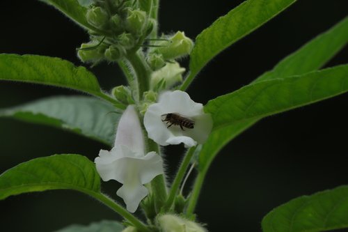 Asian Honey Bee