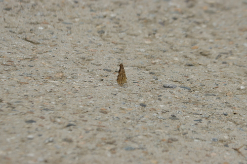 Asian Comma