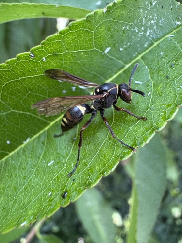 Polistes snelleni