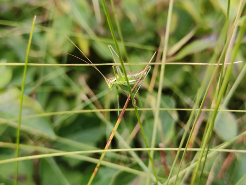 Striped Bush-cricket