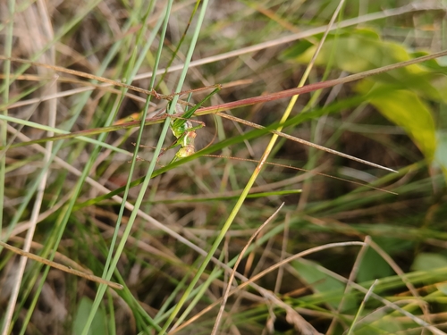 Striped Bush-cricket