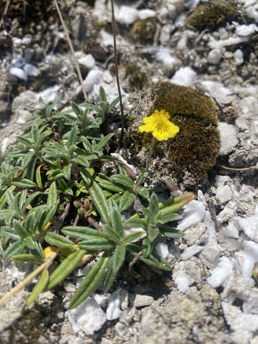 Helianthemum canum, photograph 1