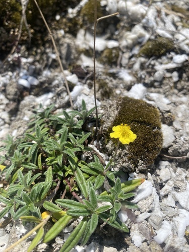 Helianthemum canum, photograph 2