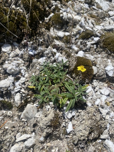 Helianthemum canum, photograph 3