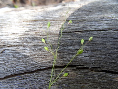 Dichanthelium linearifolium