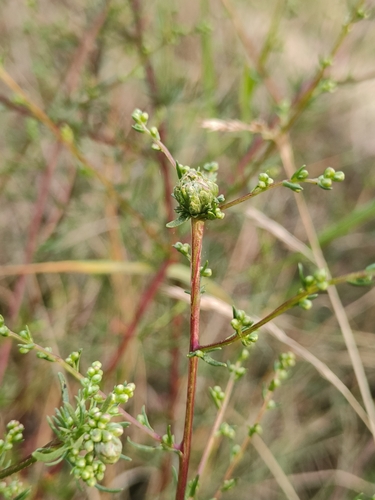 Rhopalomyia artemisiae