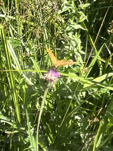 Cardinal Butterfly
