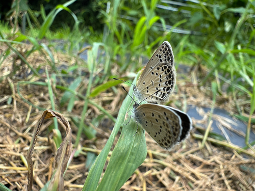 Pale Grass Blue