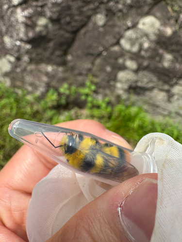 Fiery-tailed Bumble Bee