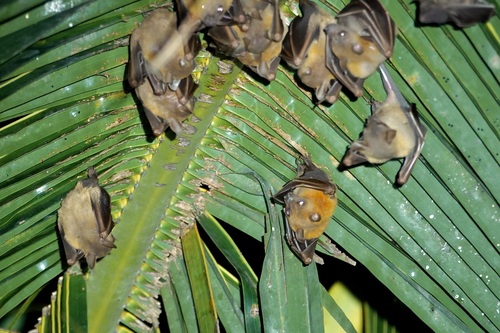 Cynopterus brachyotis