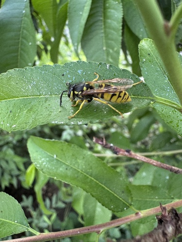 German Yellowjacket