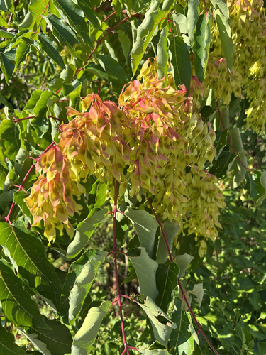tree-of-heaven