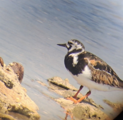iNaturalist image