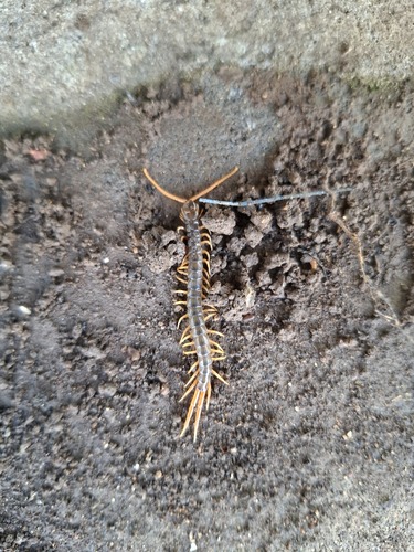Australasian Giant Centipede