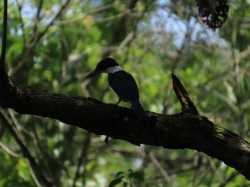 Collared Kingfisher