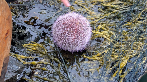European Edible Sea Urchin
