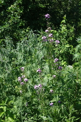 Hesperis sibirica, photograph (c) Oleg Kosterin, some rights reserved (CC BY)