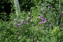 Hesperis sibirica