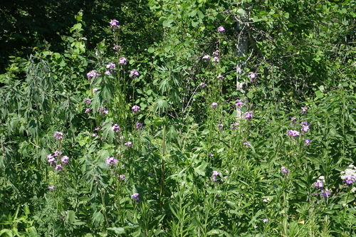 Hesperis sibirica, photograph 1