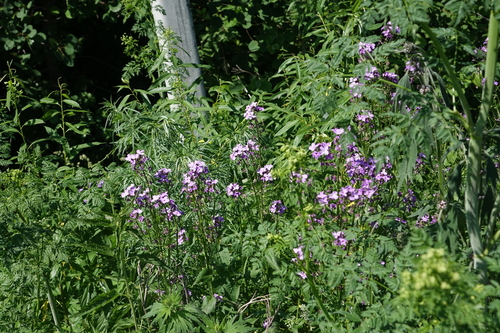 Hesperis sibirica, photograph 2