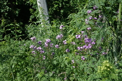 Hesperis sibirica, photograph (c) Oleg Kosterin, some rights reserved (CC BY)