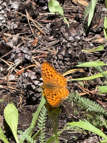 iNaturalist observation photo of Greater Fritillaries